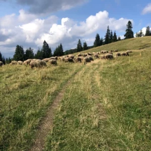 5005 BH Veľká Fatra (Rakytov)